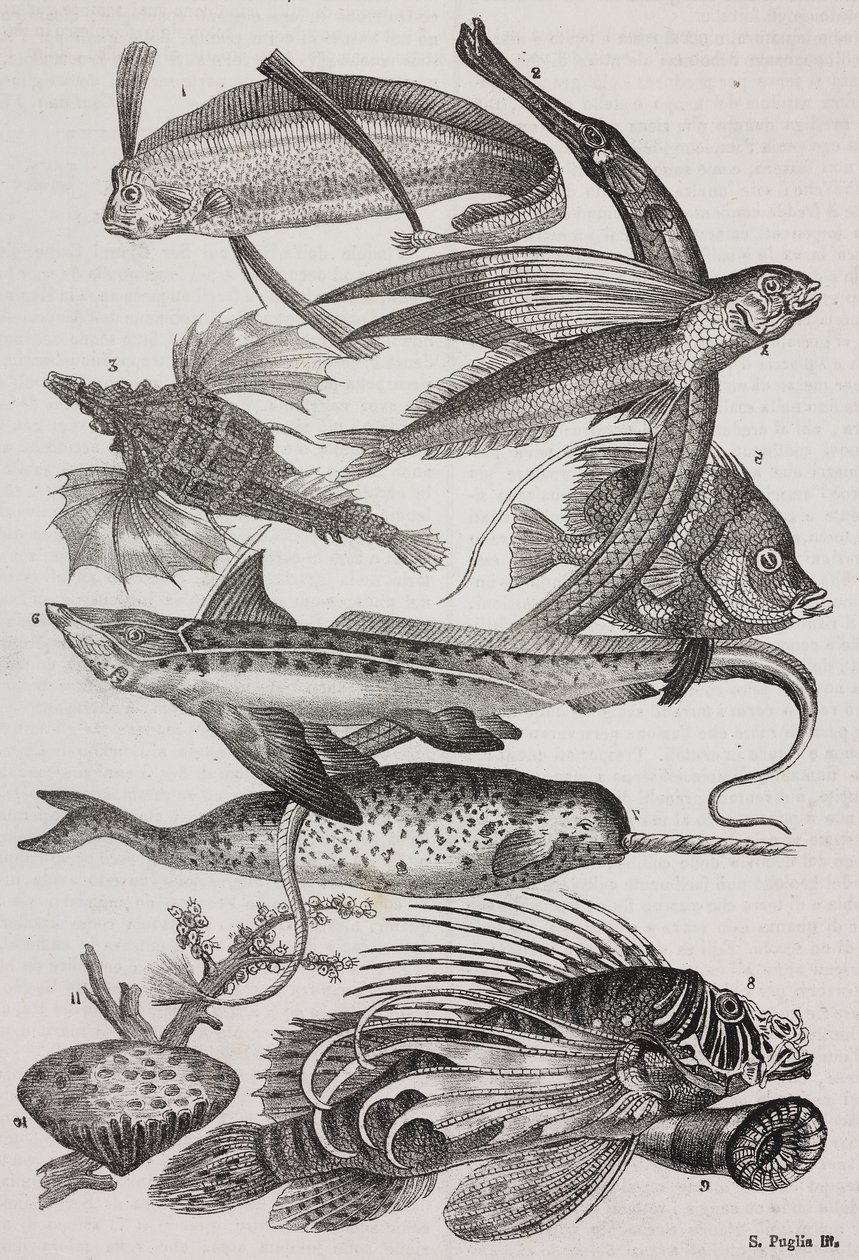 Stworzenia oceaniczne: 1 Dattiloftera, 2 Syngnathus, 3 Pegasus, 4 Trachypterus, 5 Chaetodon, 6 Królik, 7 Jednorożec (narwal), 8 Latające pteroidy, 9 Attinia autorstwa Salvatore Puglia