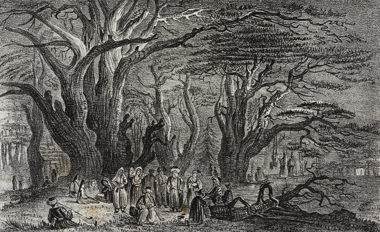 Stare cedry Libanu w Tyrze, Liban, litografia Salvatore Puglia z Poliorama Pittoresco, nr 25, 28 stycznia autorstwa Salvatore Puglia