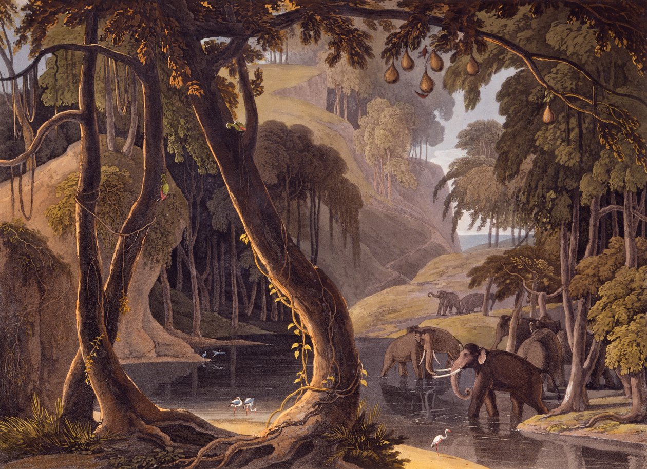 Scena w Sitsikamma - słonie z czaplami przy basenie, z "Afrykańskich krajobrazów i zwierząt", 1804-05 autorstwa Samuel Daniell