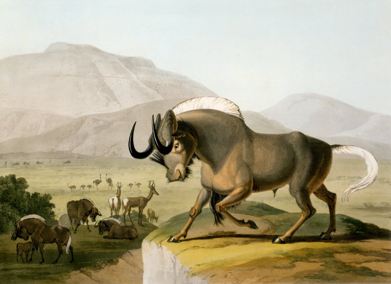 Gnoo, 1804 autorstwa Samuel Daniell