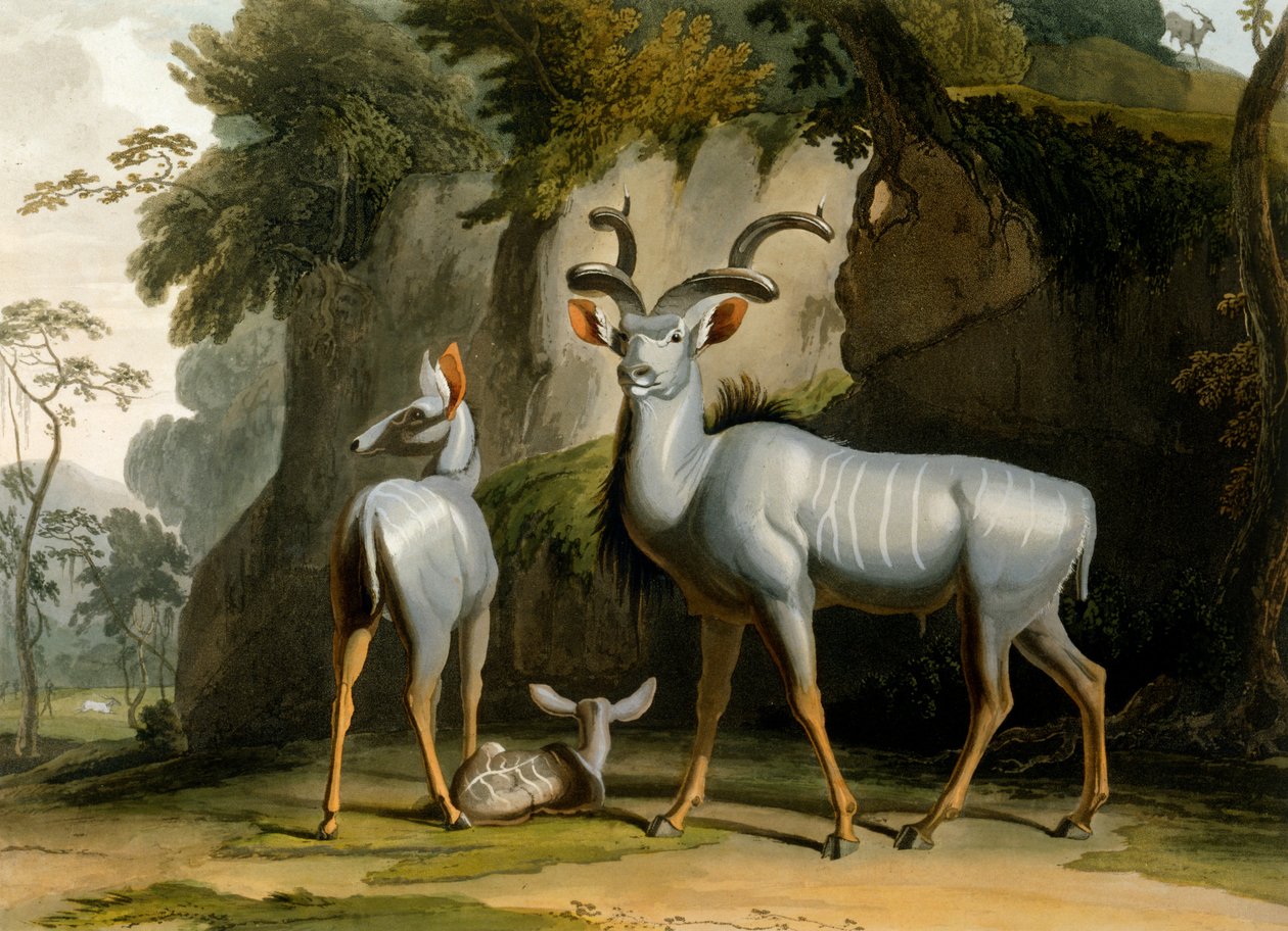 Kudu, 1804 autorstwa Samuel Daniell
