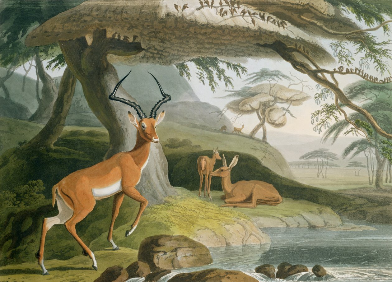 Pallah, tablica 9 z „Afrykańska sceneria i zwierzęta”, rytowana przez artystę, 1804 (akwatinta kolorowa) autorstwa Samuel Daniell