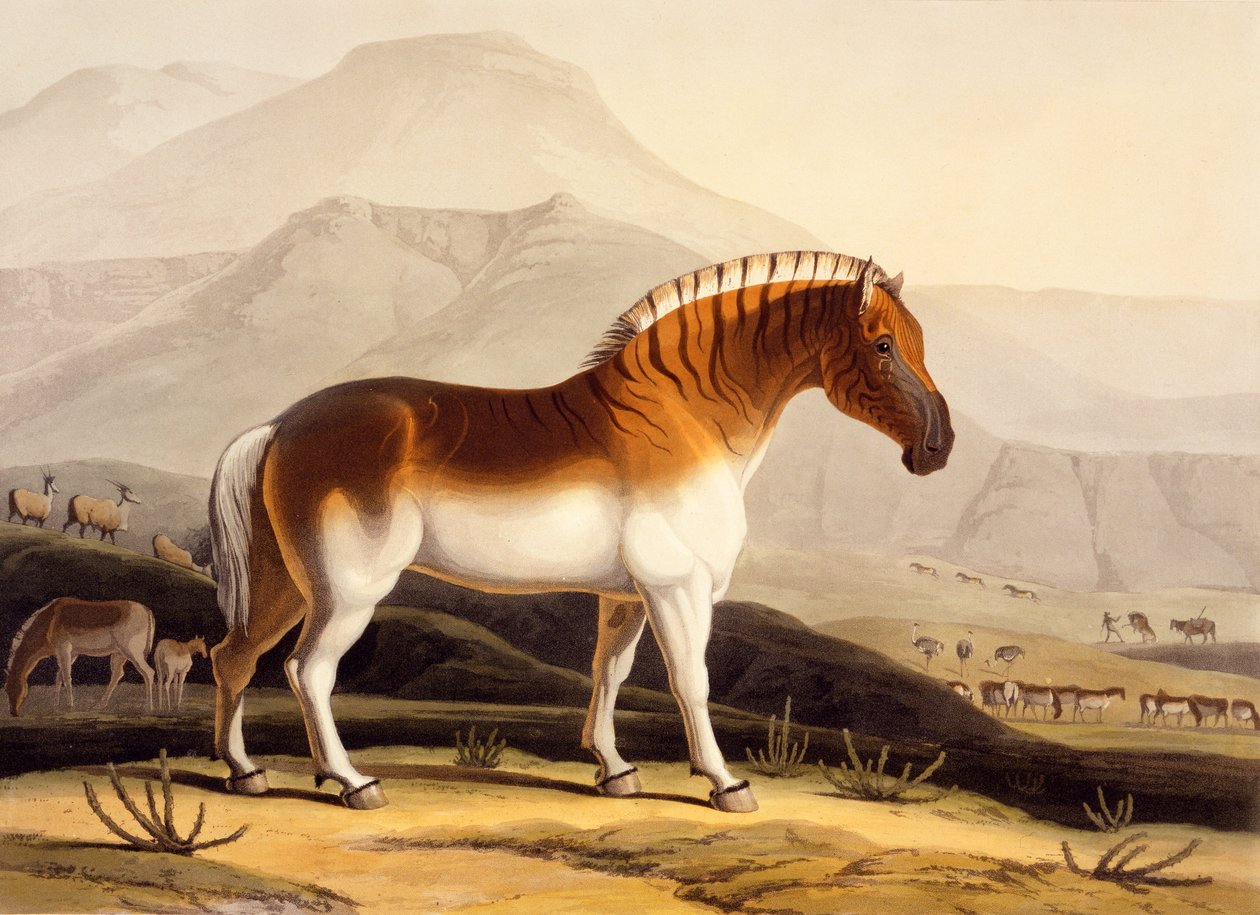 Quahkah, z „Afrykańska sceneria i zwierzęta”, 1804-05 autorstwa Samuel Daniell