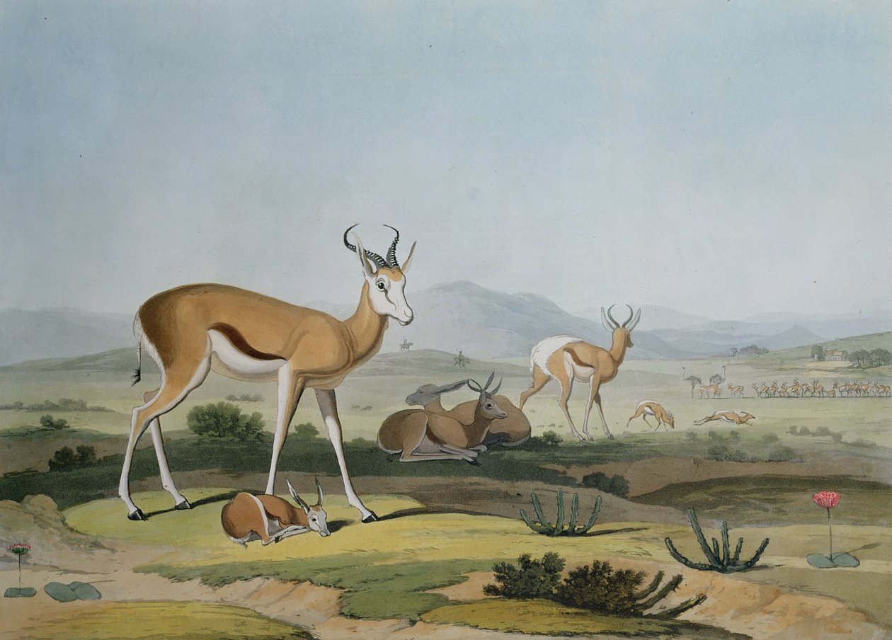 Spring-Bok czyli Skacząca Antylopa, tablica 18 z „Afrykańska sceneria i zwierzęta”, rytowany przez artystę, 1805 (kolorowa akwatinta) autorstwa Samuel Daniell