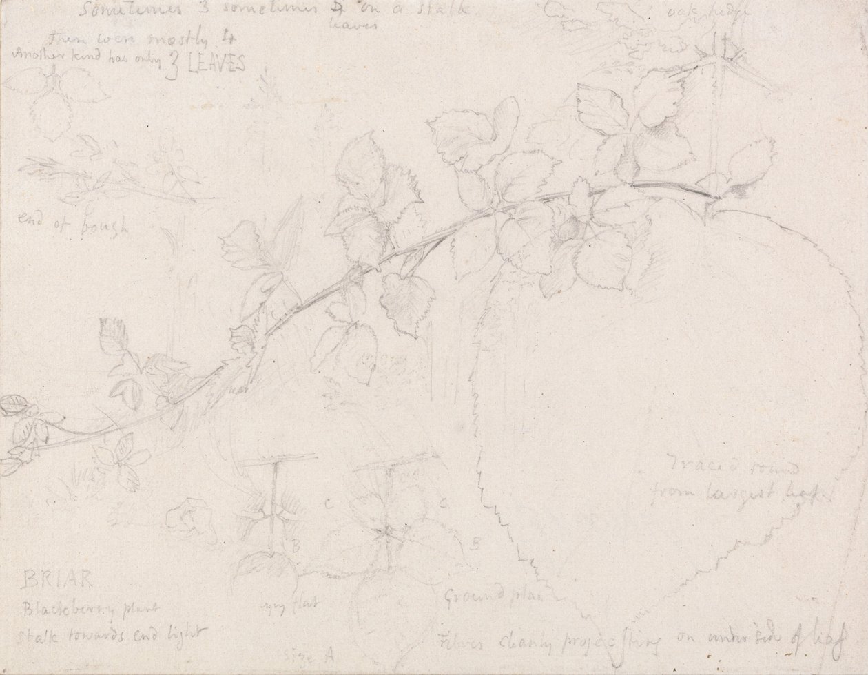 Jeżyny autorstwa Samuel Palmer