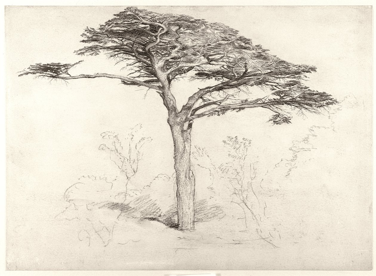 Stare drzewo cedrowe w ogrodzie botanicznym, Chelsea, 1854 autorstwa Samuel Palmer