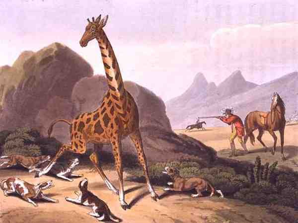 Polowanie na Cameloparda, grawerowane przez Matthew Dubourga (fl.1785-1820), wydane przez Edwarda Orme autorstwa Samuel (after) Howitt