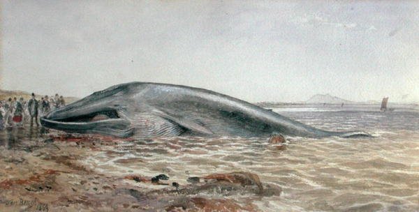 Wieloryb Aberlady, zatoka Longriddy autorstwa Samuel Bough