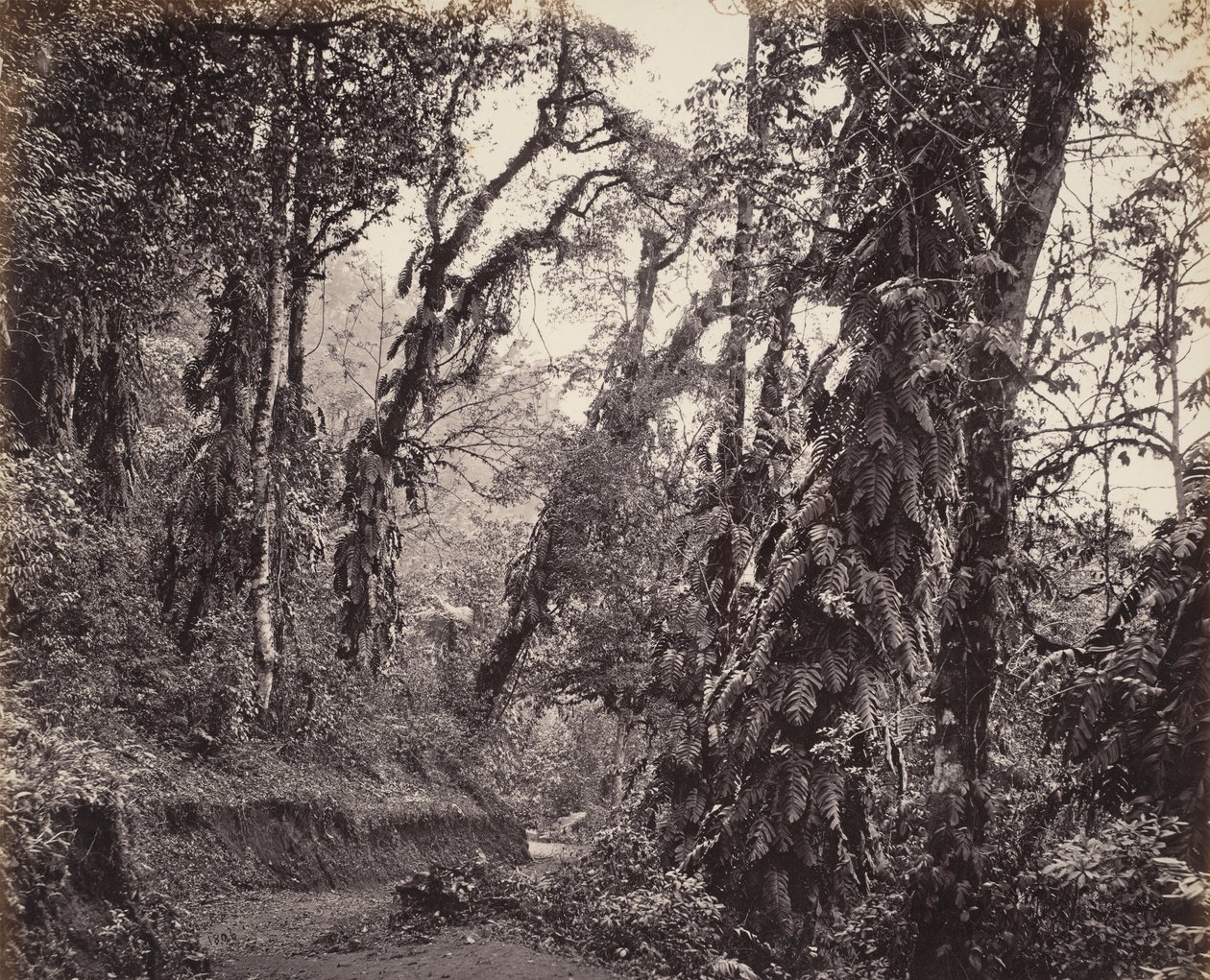 Darjeeling, Forest Scene with Creepers, com o Tukvar Roadpolish autorstwa Samuel Bourne