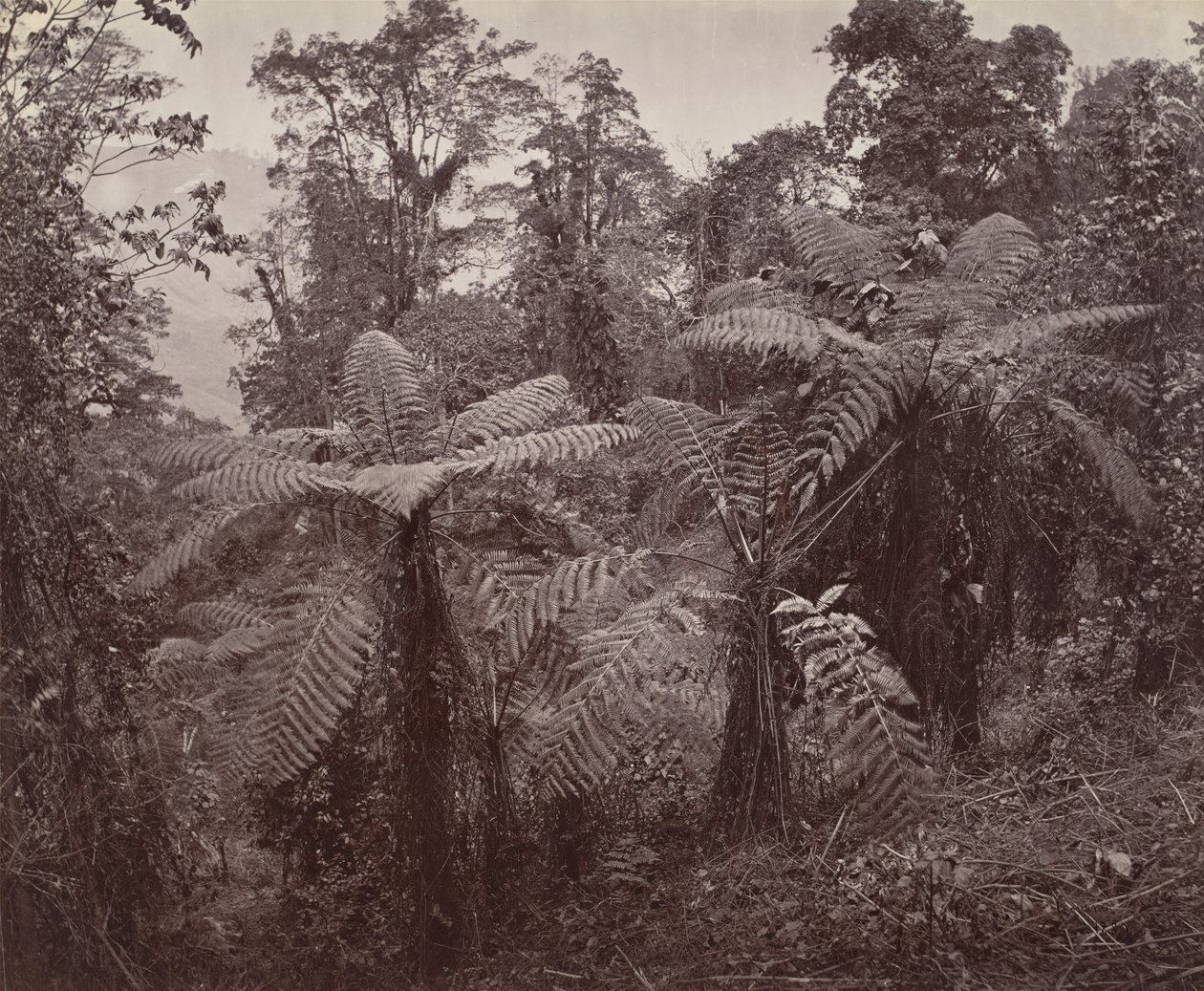 Darjeeling, grupa paproci drzewnych w Lebong autorstwa Samuel Bourne
