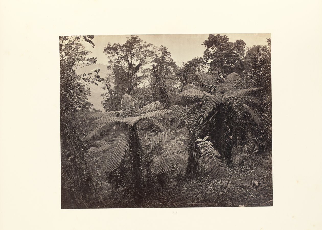 Darjeeling; Grupa paproci drzewiastych w Lebong autorstwa Samuel Bourne