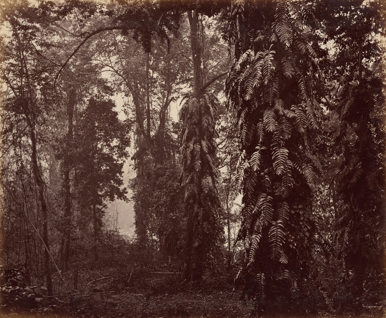 Darjeeling, Indie autorstwa Samuel Bourne