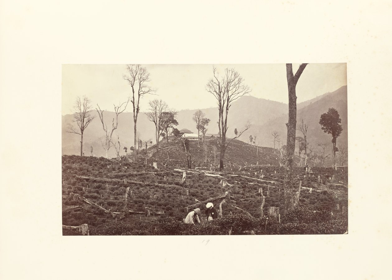 Darjeeling; Widok na plantację herbaty Selim, z górną fabryką i bungalowem autorstwa Samuel Bourne