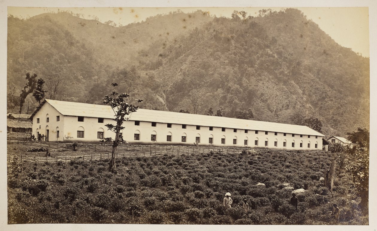 Selim Tea Estate, Darjeeling, nowa fabryka, niższy oddział,  z „Widoków Darjeeling”,  1860-80    (zdjęcie czarno-białe) autorstwa Samuel Bourne