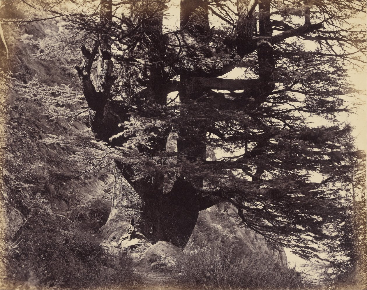 Simla - Great Deodar, 42 stopy w obwodzie autorstwa Samuel Bourne