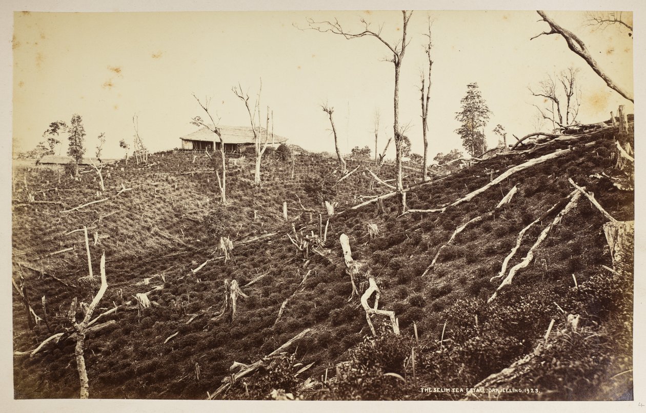 Herbaciarnia Selim, Darjeeling,  z „Widoków Darjeeling”,  1860 -1880,  (zdjęcie czarno-białe) autorstwa Samuel Bourne