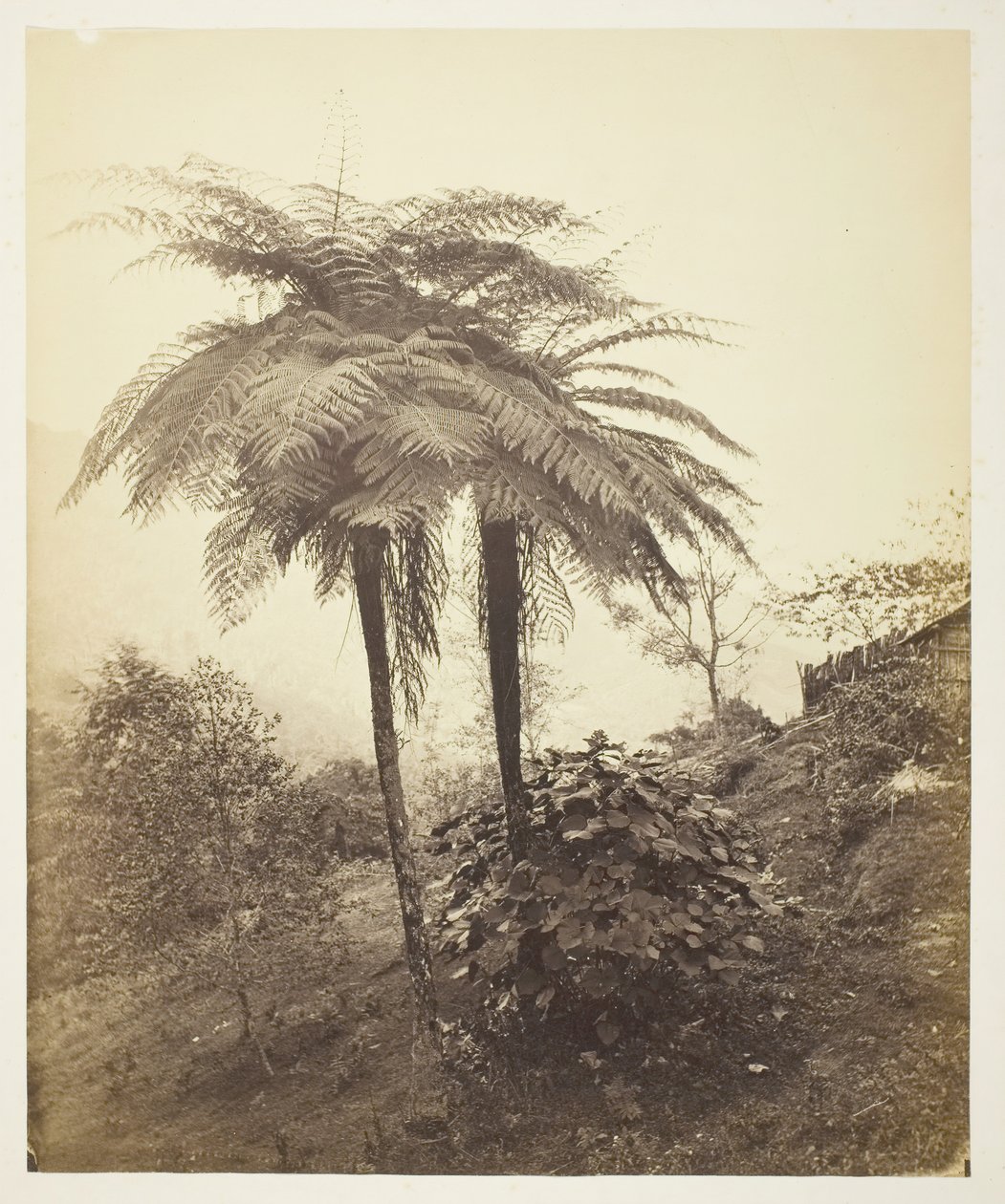 Paproć drzewna, zdjęcie nagrody, 1863. autorstwa Samuel Bourne