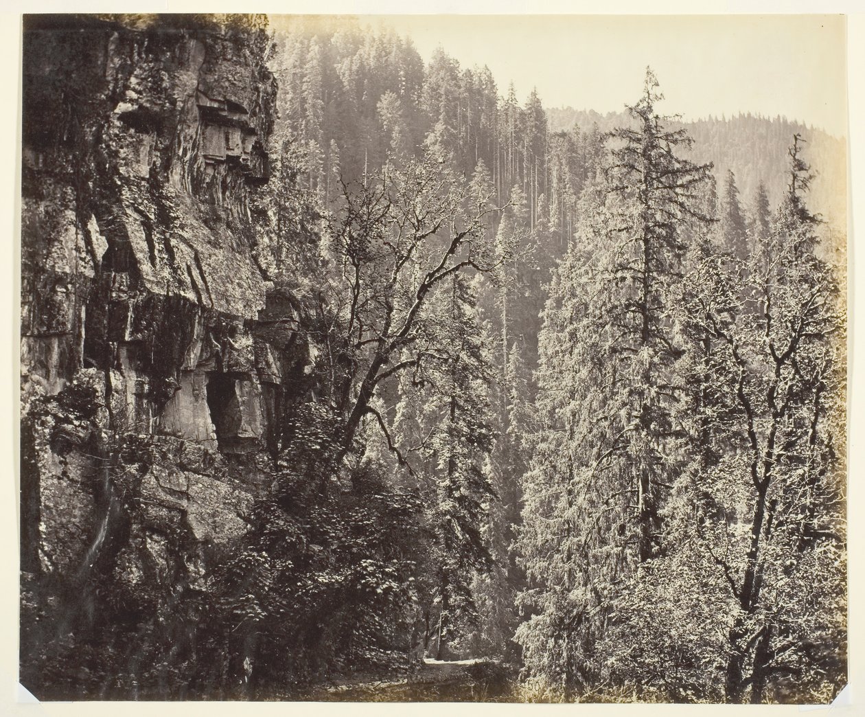 Bez tytułu [klify i drzewa], c. 1865. autorstwa Samuel Bourne
