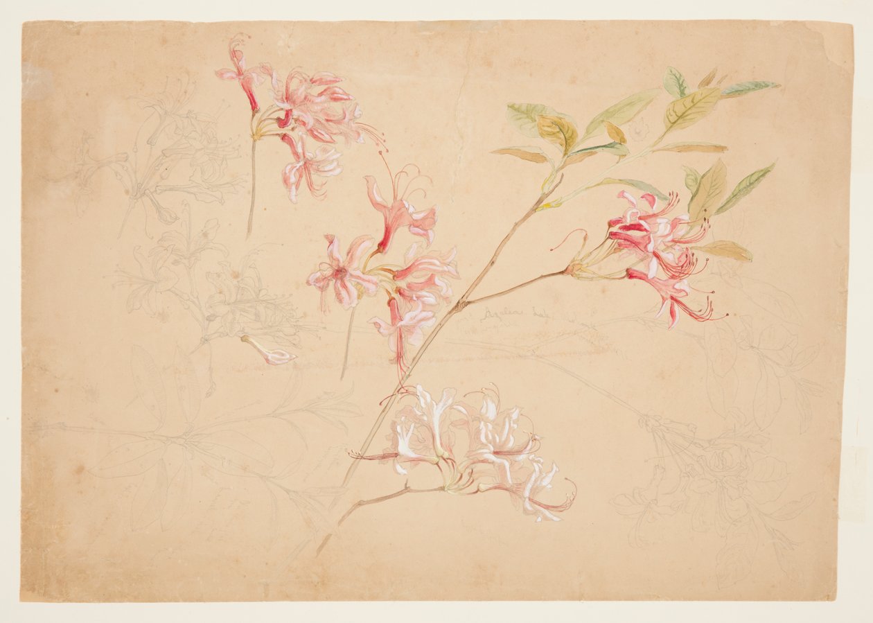 Azalia autorstwa Samuel Colman