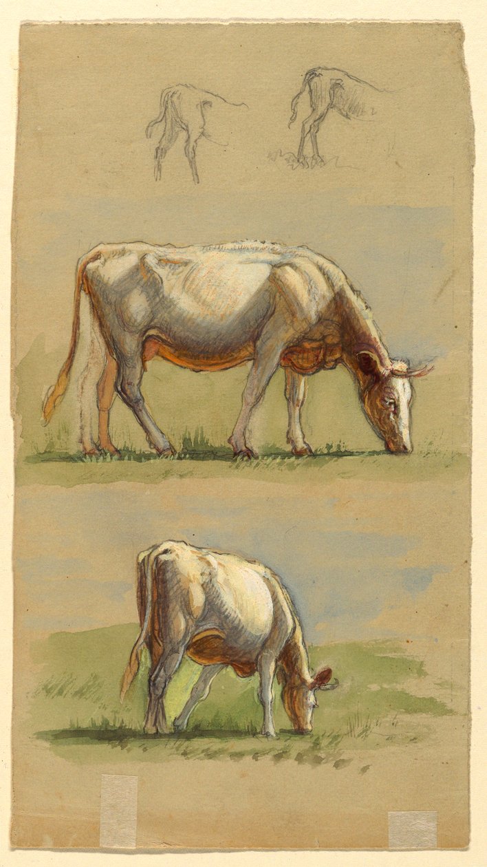 Rysunek, Bydło, dwie pasące się krowy i grzbiety cieląt, 1875-80 autorstwa Samuel Colman