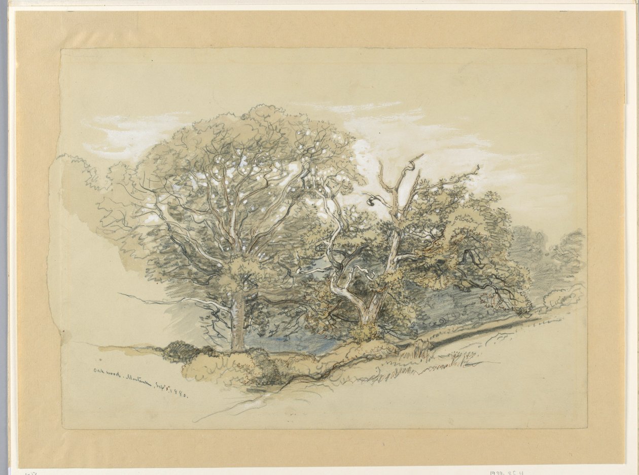 Rysunek, Oak Wood, Montauk, Nowy Jork, 8 września 1880 r. autorstwa Samuel Colman