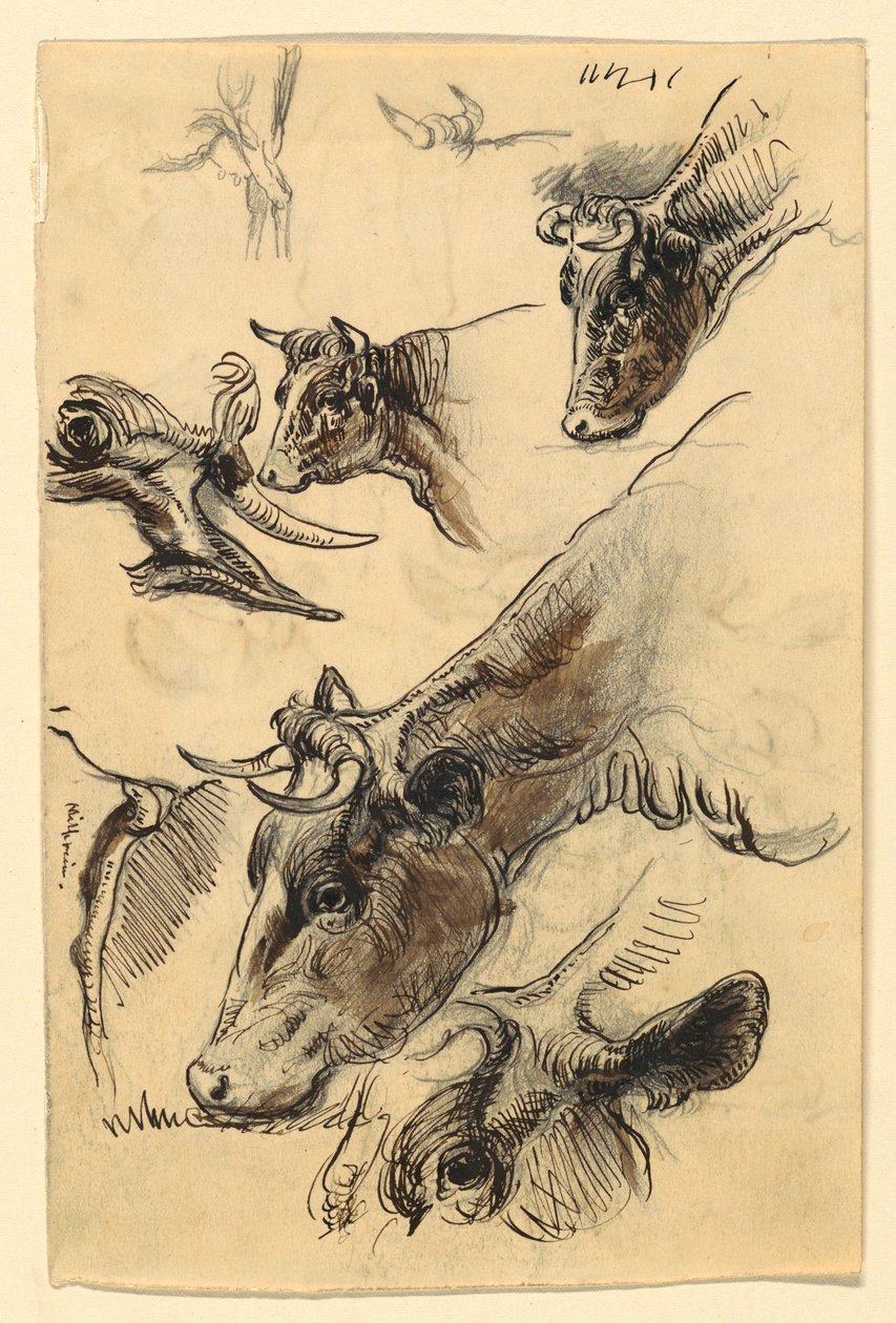 Rysunki, szkice. Bydło, Irvington, wrzesień 1876 r. autorstwa Samuel Colman