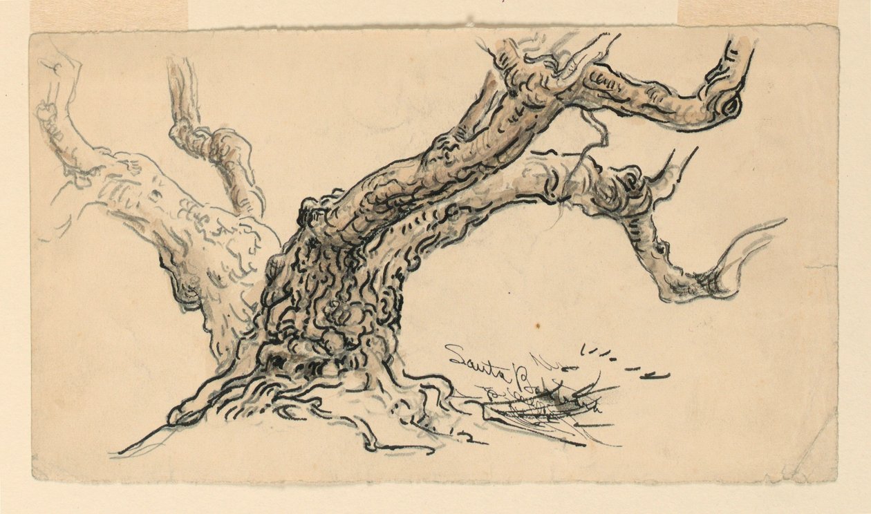 Rysunek, Szkice. Sycamores, Santa Barbara, Kalifornia, ok. 1888 r. autorstwa Samuel Colman
