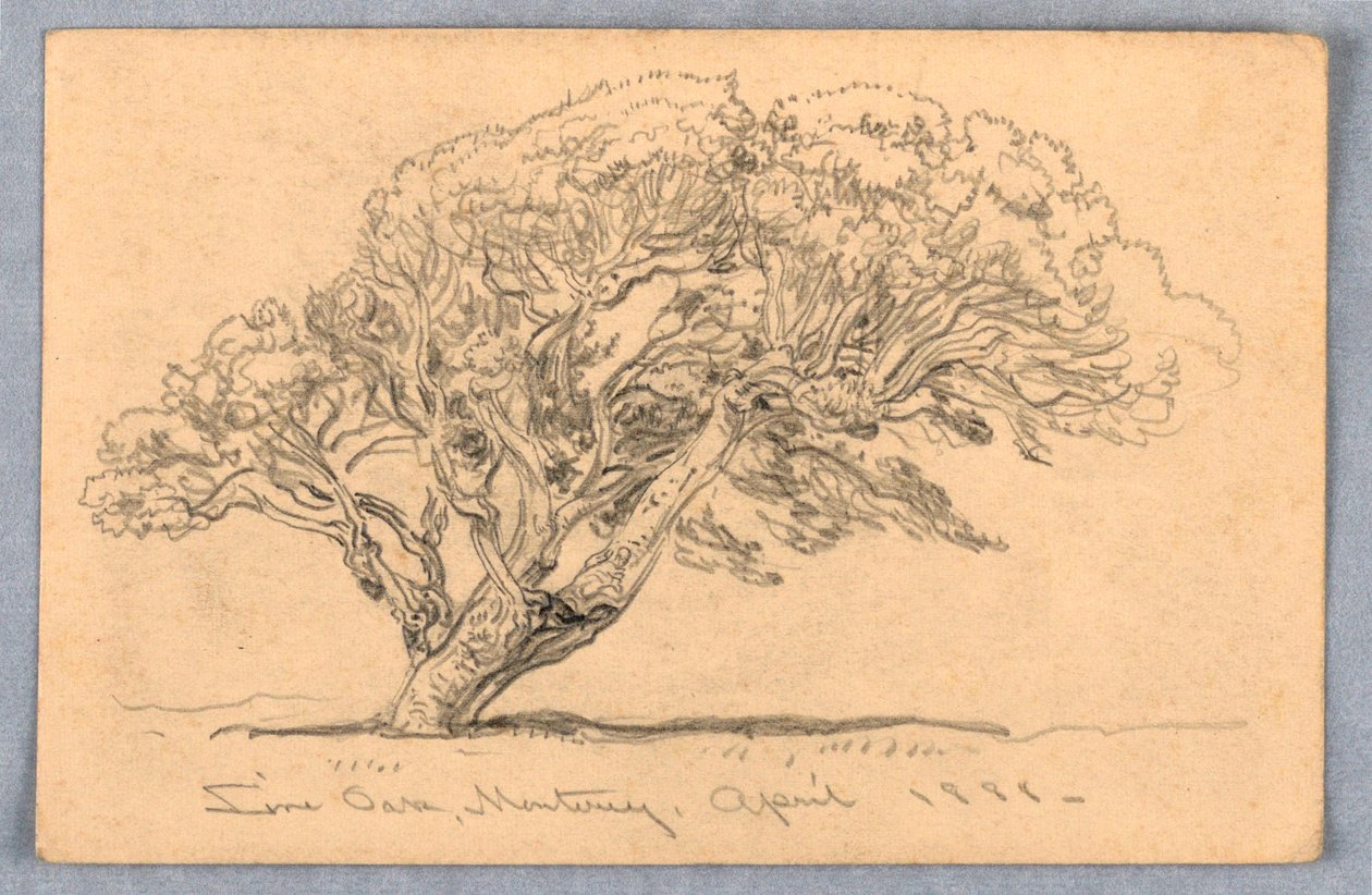 Rysunek, studia. Drzewa, Santa Barbara, Kalifornia, 1888 r. autorstwa Samuel Colman