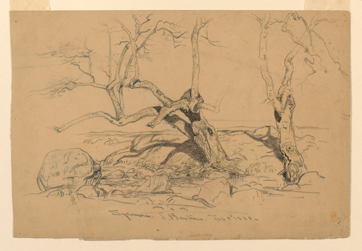 Rysunek, studia. Drzewa, Santa Barbara, Kalifornia, 3 lutego 1888 r. autorstwa Samuel Colman