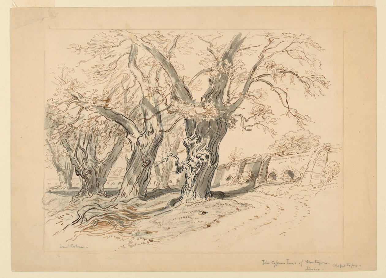 Rysunek, Studium dla cyprysów Montezumy, Park Chapultepec, Meksyk autorstwa Samuel Colman