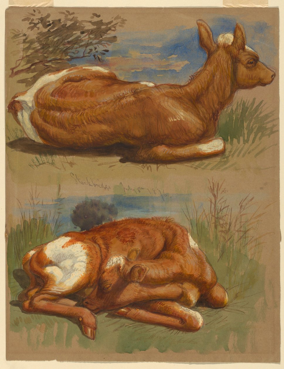 Rysunek, Trzy studia cieląt, Stockbridge, 7 lipca 1876 r. autorstwa Samuel Colman