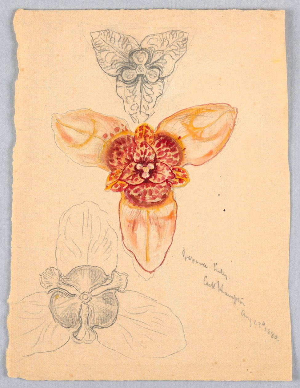 Lilia japońska, East Hampton autorstwa Samuel Colman