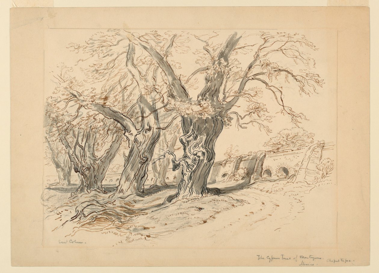 Studium dla cyprysów w Montezuma, Park Chapultepec, Meksyk autorstwa Samuel Colman