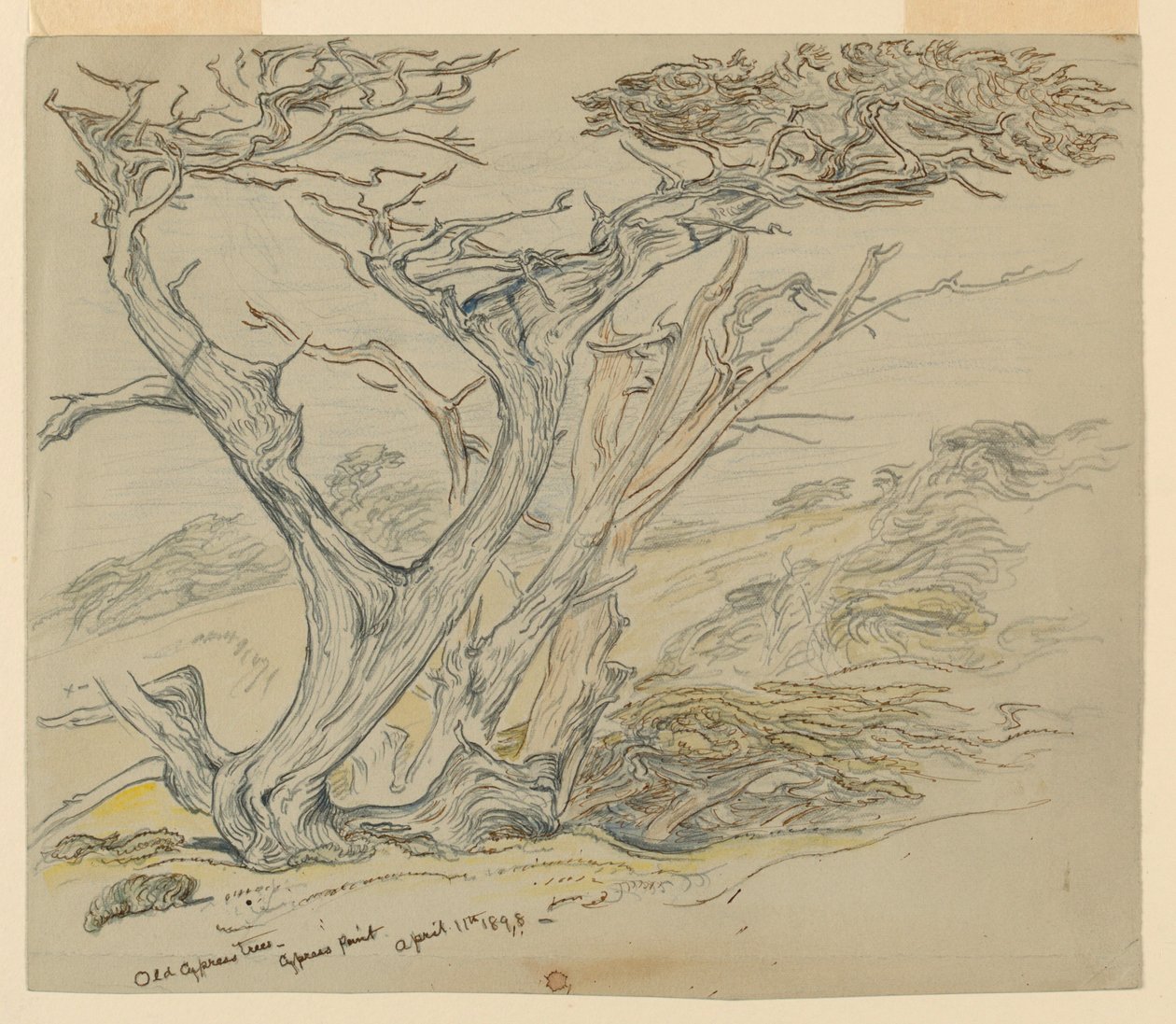 Studium starych cyprysów, Cypress Point autorstwa Samuel Colman