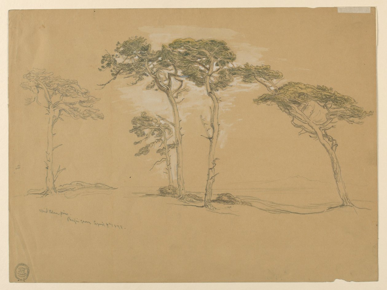 Wiatrowe sosny, Pacific Grove. Verso: droga z wybrzeża Pacyfiku do Point Sur. autorstwa Samuel Colman