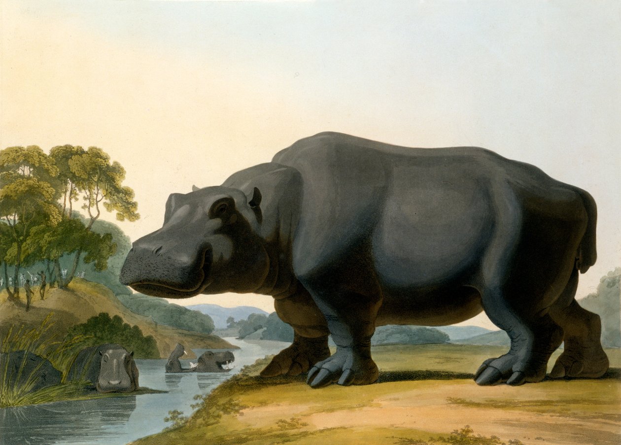 Hipopotam, 1804 autorstwa Samuel Daniell
