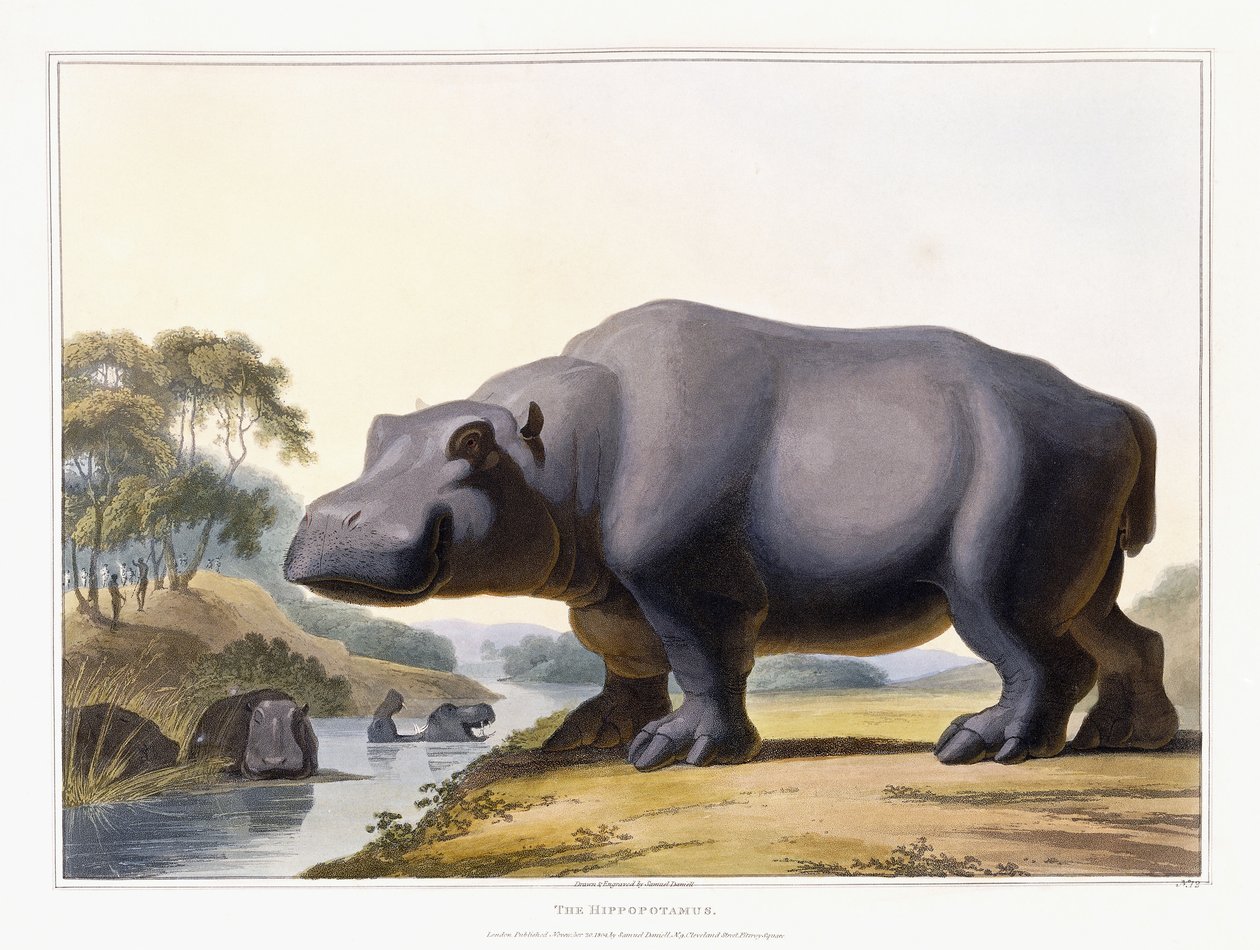 Hipopotam, 1804 autorstwa Samuel Daniell