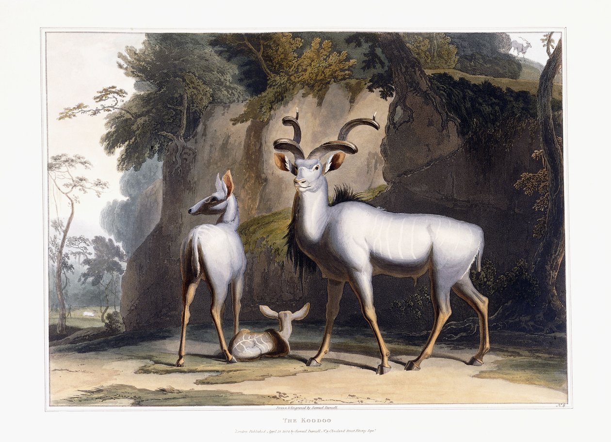 Kudu, 1804 autorstwa Samuel Daniell