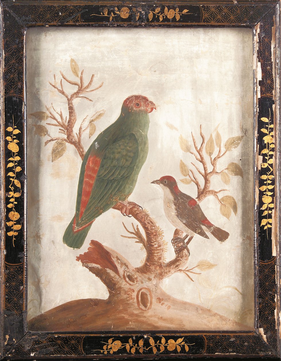 Zielona i czerwona papużka indiańska, ok. 1750 r. autorstwa Samuel Dixon