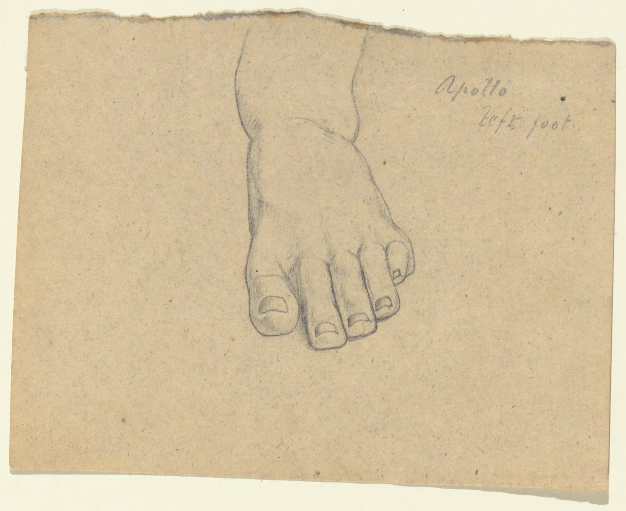 Studium do wyroku Jowisza (Apollo, lewa stopa) autorstwa Samuel Finley Breese Morse