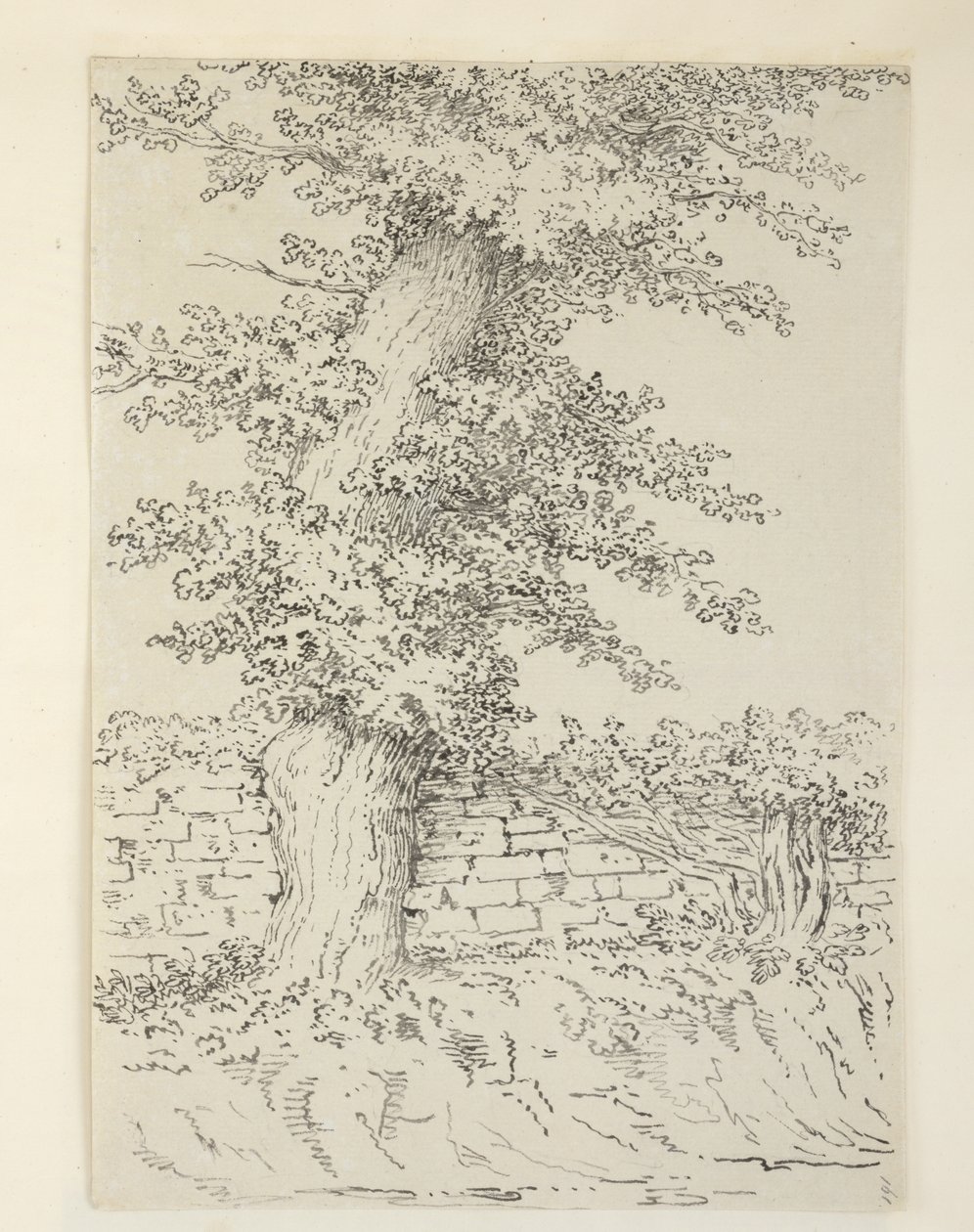 Dodać. MS 15546 Am Wiąz w Bedminster autorstwa Samuel Hieronymous Grimm