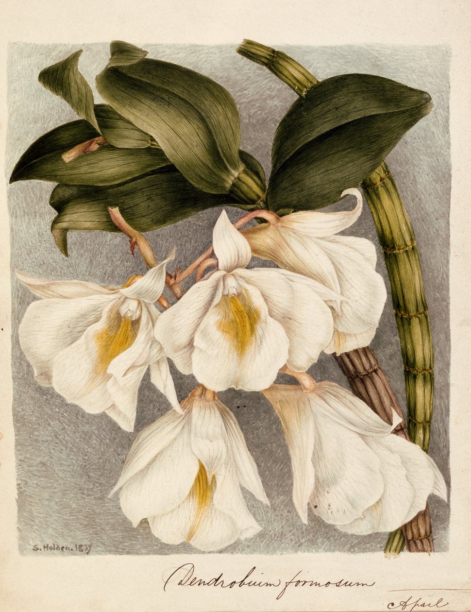 Dendrobium Formosum, ok. 1839 (akwarela) autorstwa Samuel Holden
