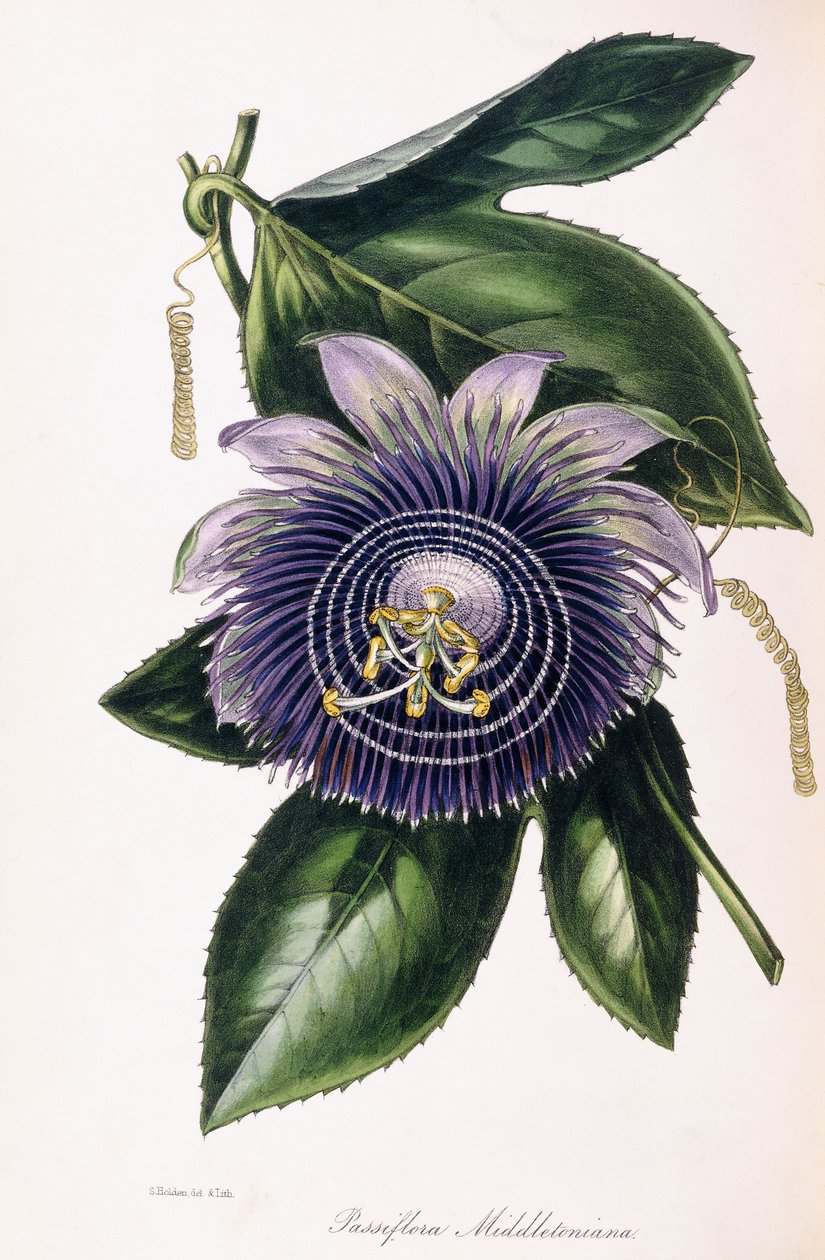 Passiflora Middletoniana, ok. 1834-1849 autorstwa Samuel Holden