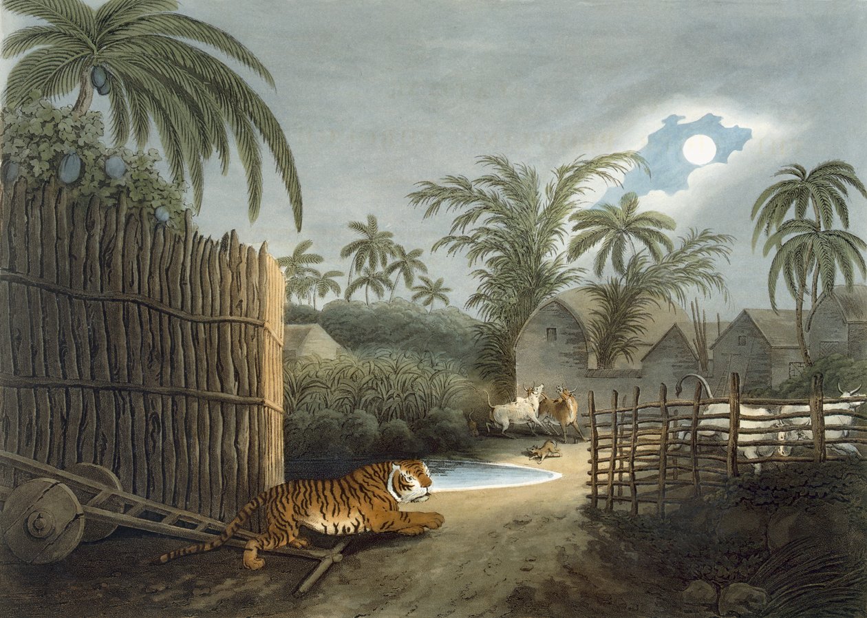 Tygrys grasujący w wiosce (bydło w popłochu), z "Orientalnych sportów polowych" Thomasa Williamsona, 1808 r. autorstwa Samuel Howett