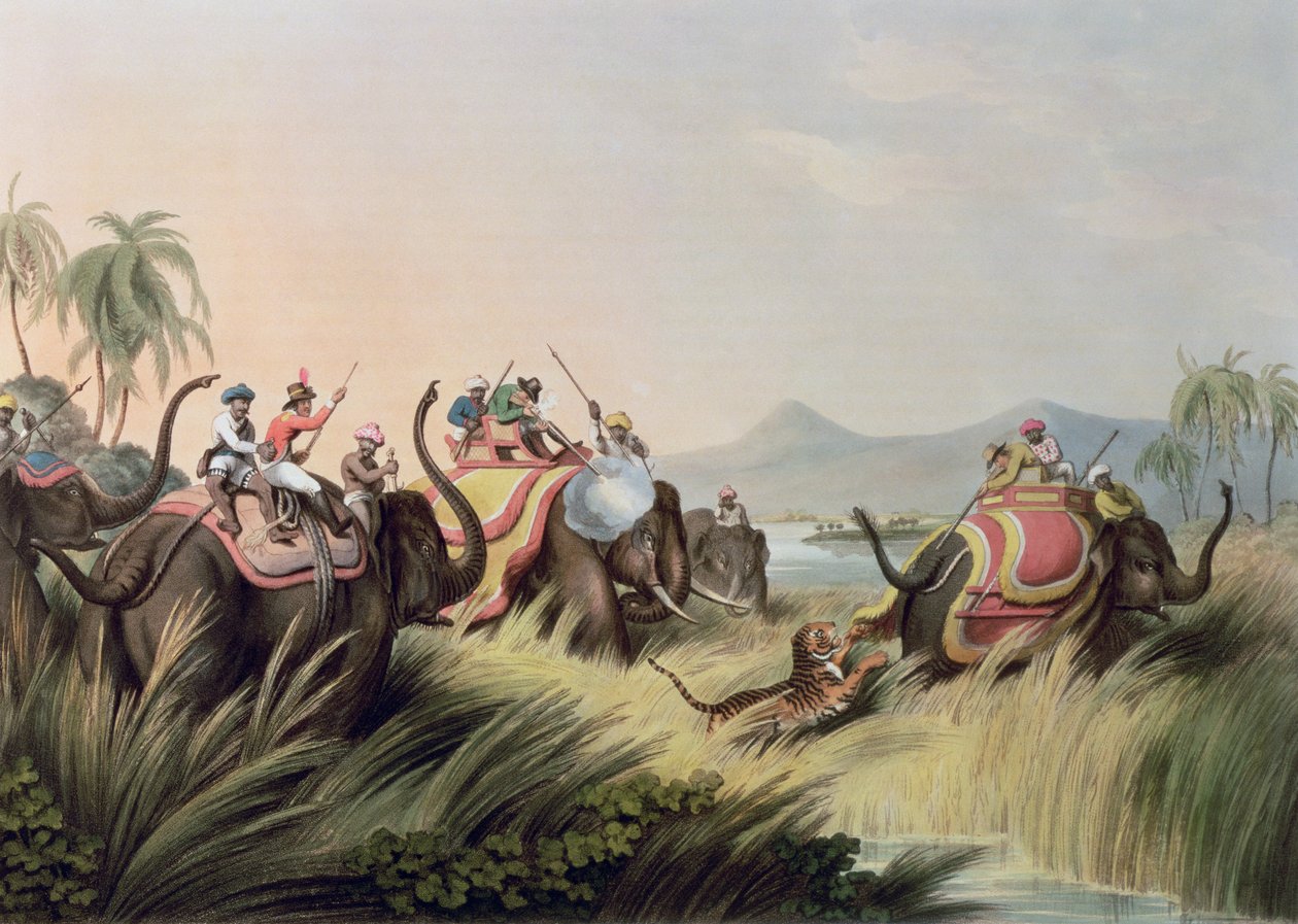 Tygrys w zatoce, z Oriental Field Sports, wyd. Edwarda Orme, 1807 (druk) autorstwa Samuel Howett