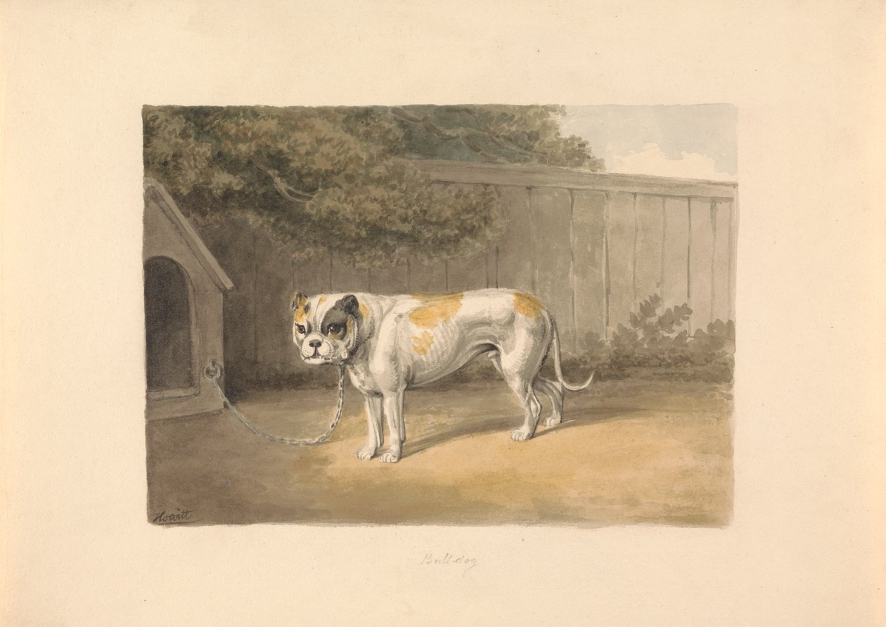 Buldog autorstwa Samuel Howitt