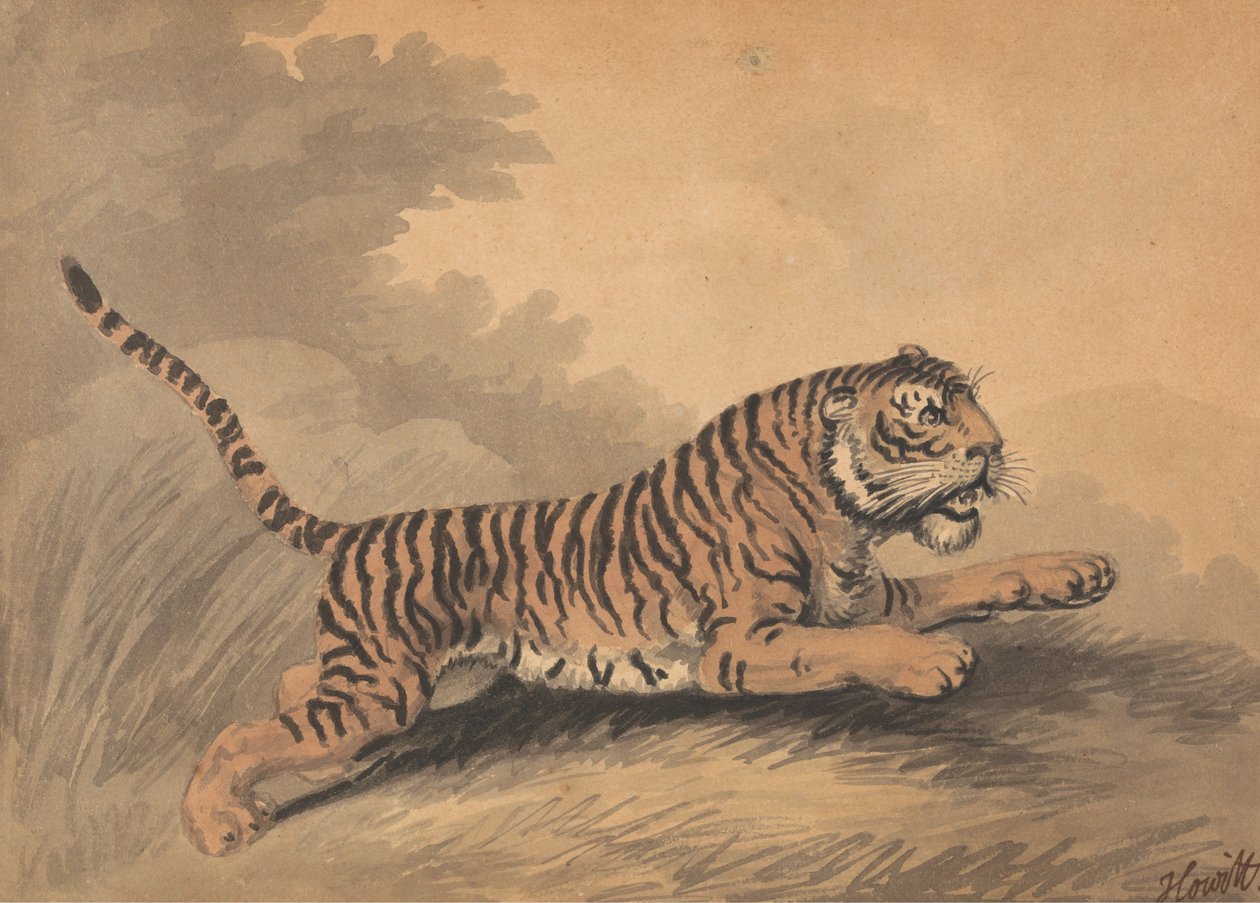 Eine Tigerin springt nach rechts autorstwa Samuel Howitt