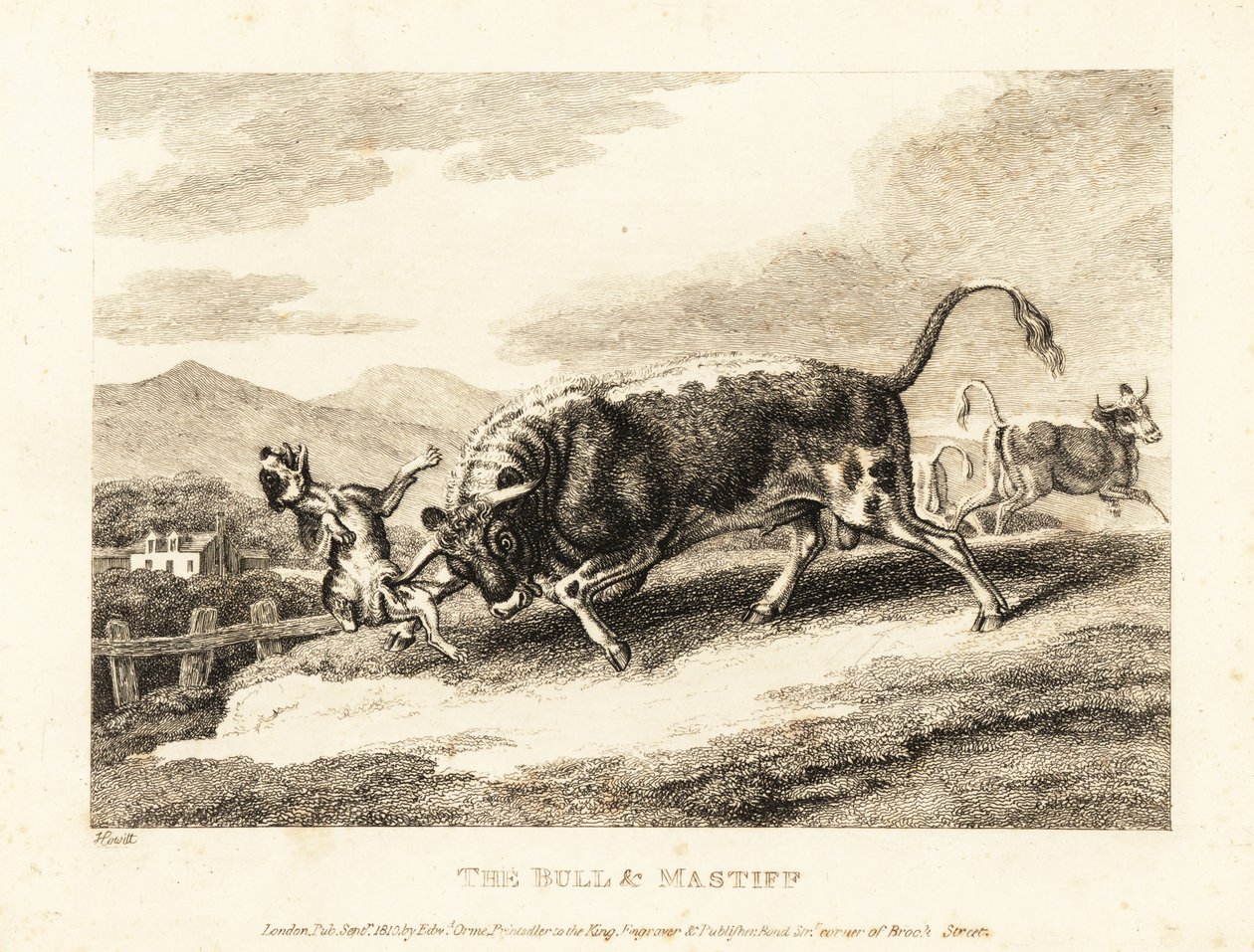 Byk zabija psa na polu. 1811 (akwaforta) autorstwa Samuel Howitt