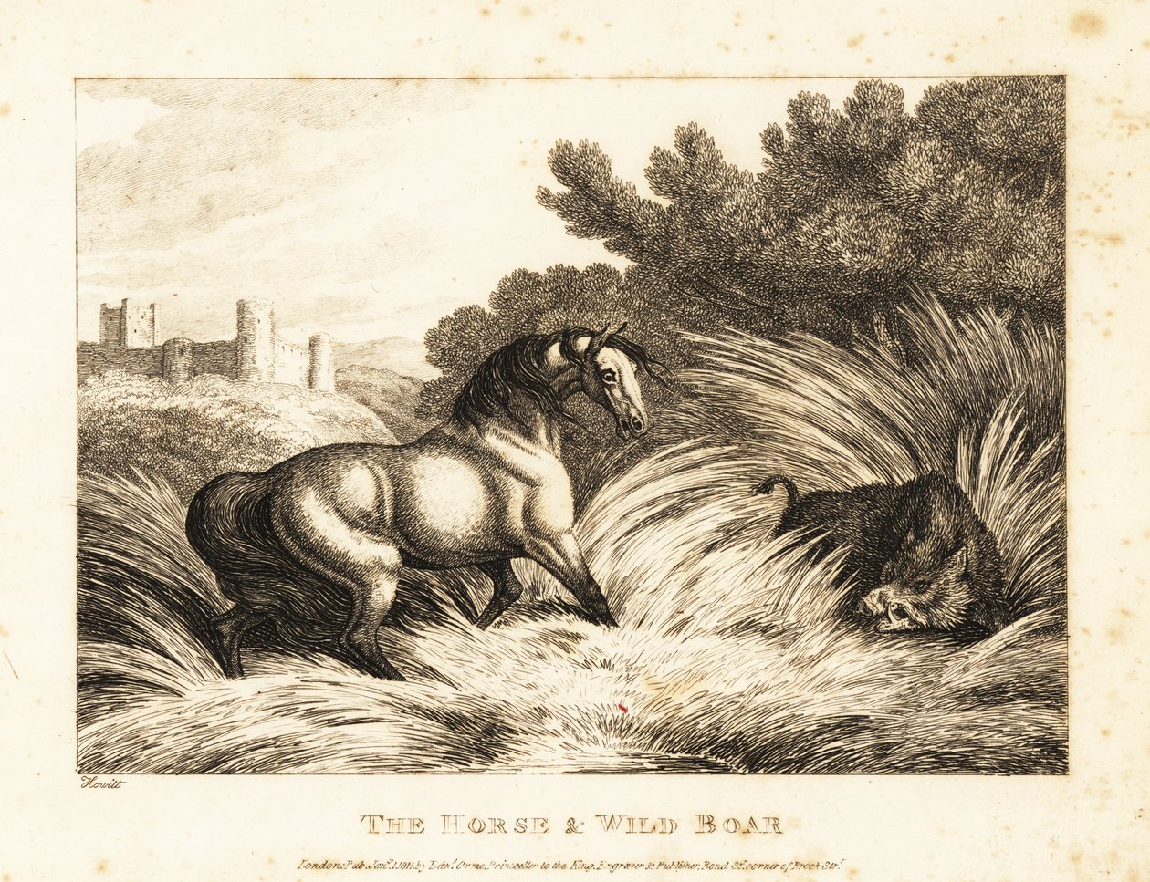 Koń i dzik walczą na pastwisku. 1811 (akwaforta) autorstwa Samuel Howitt