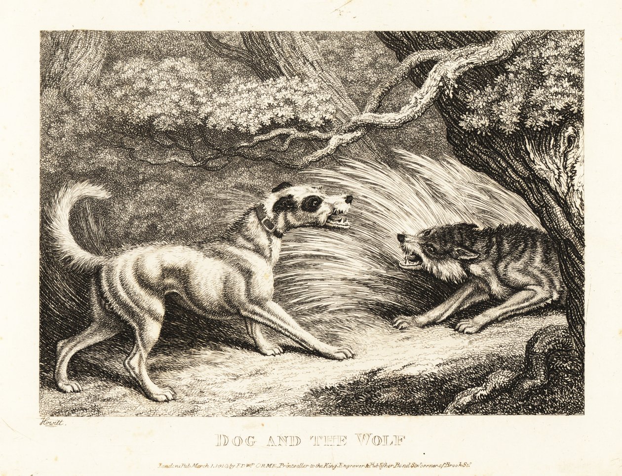 Pies domowy w obroży oferuje jedzenie głodnemu wilkowi. 1811 (akwaforta) autorstwa Samuel Howitt